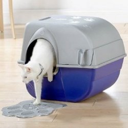 Teach your cat to use its litter box